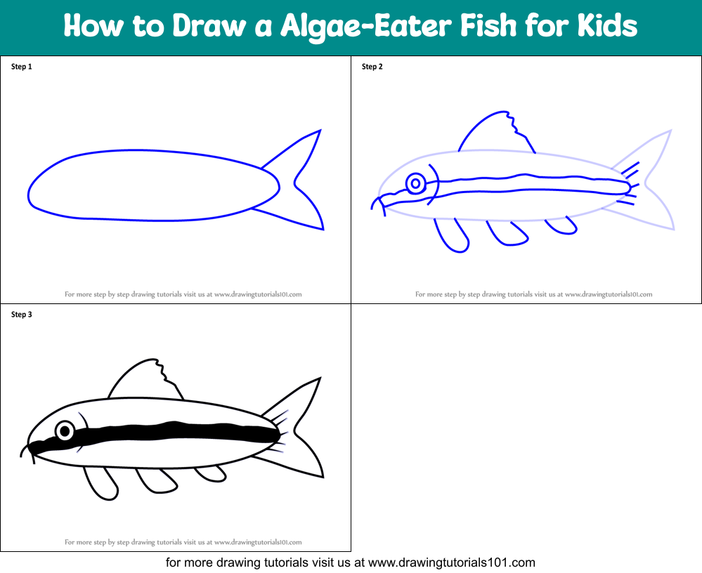 How to Draw a Algae-Eater Fish for Kids Printable Step by Step