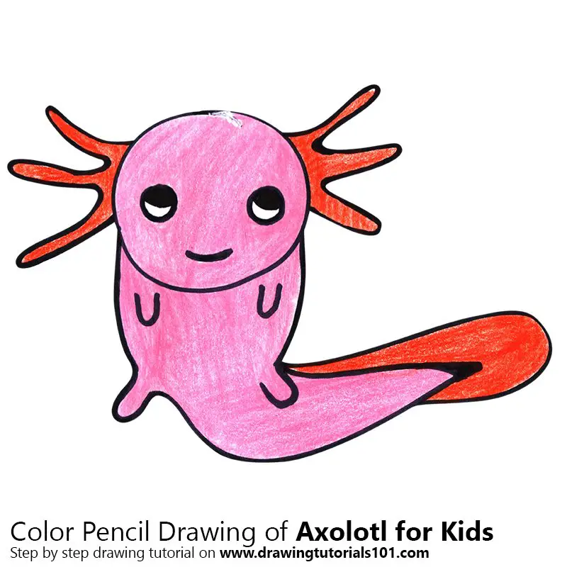 Learn How to Draw an Axolotl for Kids (Animals for Kids ...