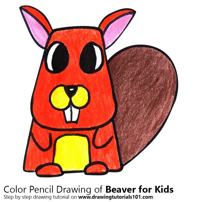 How to Draw a Beaver for Kids by Color Pencils