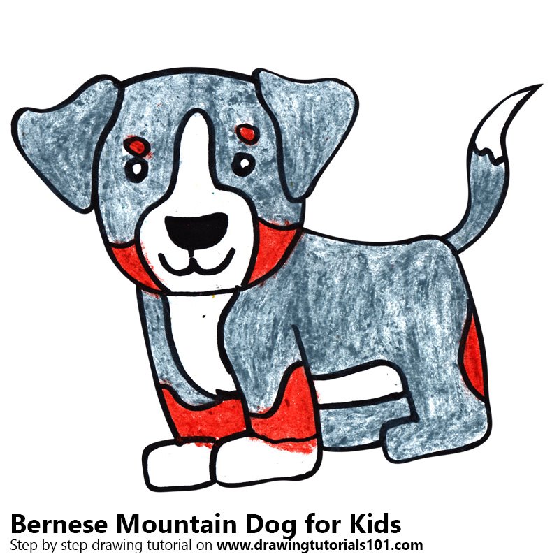 Learn How To Draw A Bernese Mountain Dog For Kids Animals