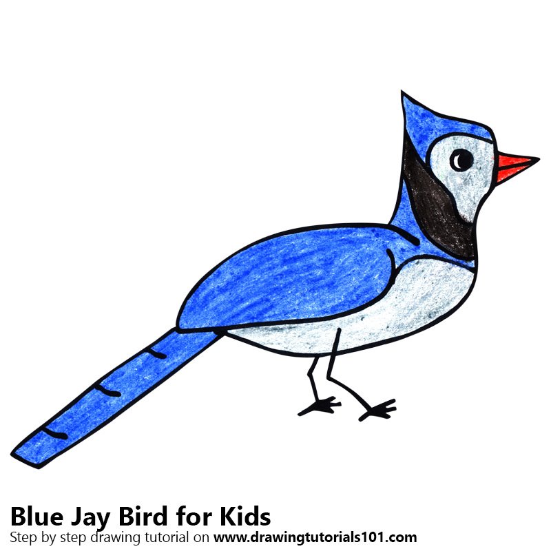 Learn How to Draw a Blue Jay Bird for Kids (Animals for Kids) Step