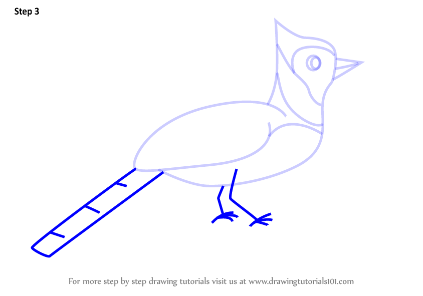 Learn How To Draw A Blue Jay Bird For Kids Animals For Kids Step By Step Drawing Tutorials