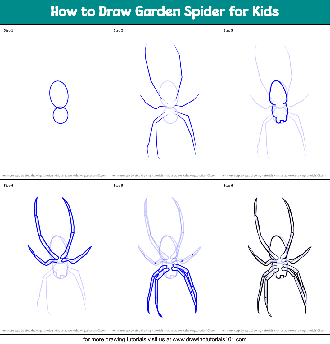 How to Draw Garden Spider for Kids printable step by step drawing sheet