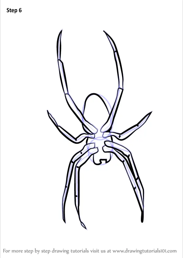 how to draw Garden Spider step 6