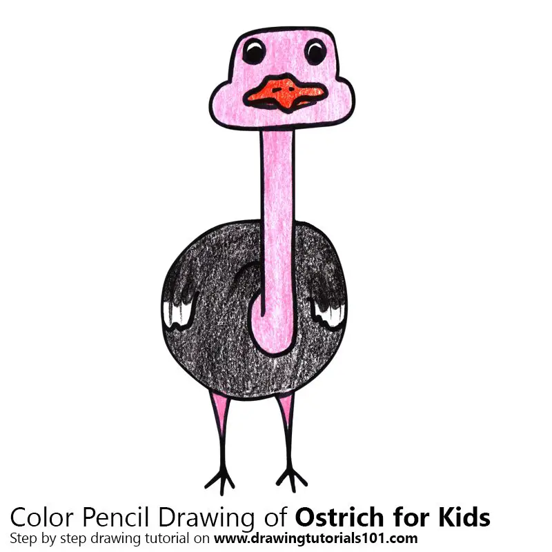 Silly Ostrich watercolour | Drawings, Animal art, Painting & drawing