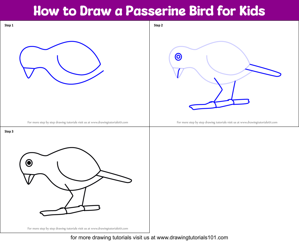 How to Draw a Passerine Bird for Kids Printable Step by Step