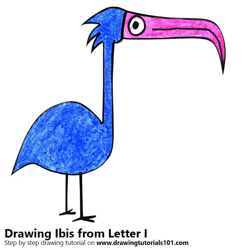 Ibis from Letter I Color Pencil Drawing