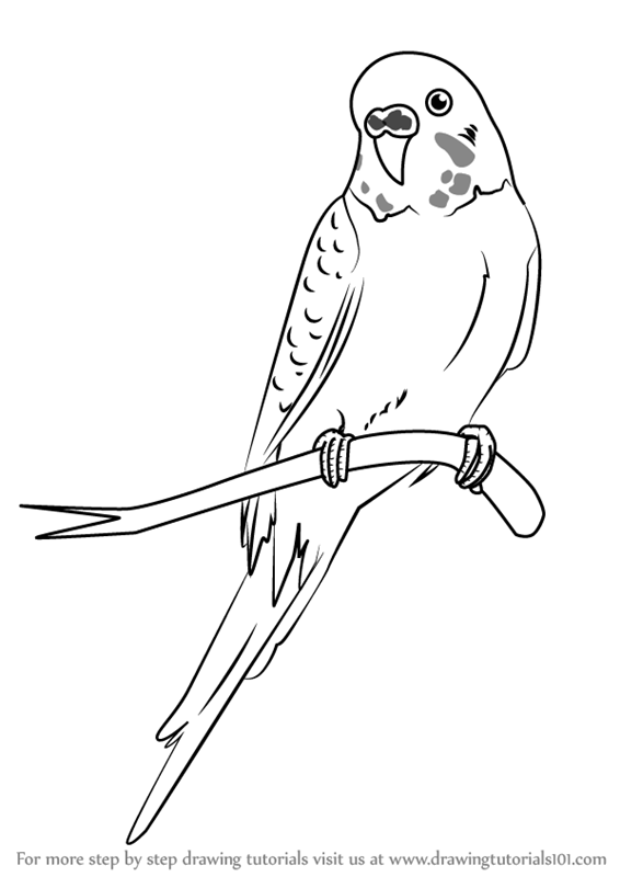 Learn How to Draw a Cartoon Parakeet (Birds for Kids) Step by Step