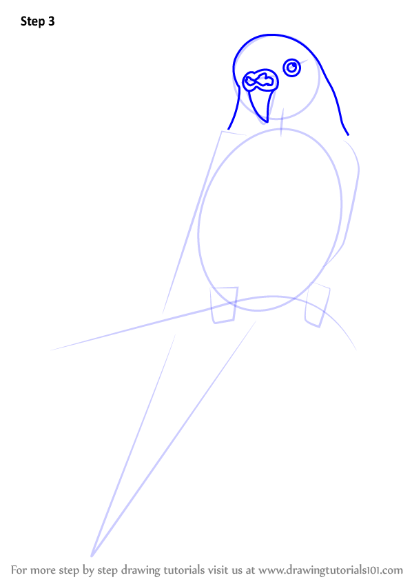 Learn How to Draw a Cartoon Parakeet (Birds for Kids) Step by Step