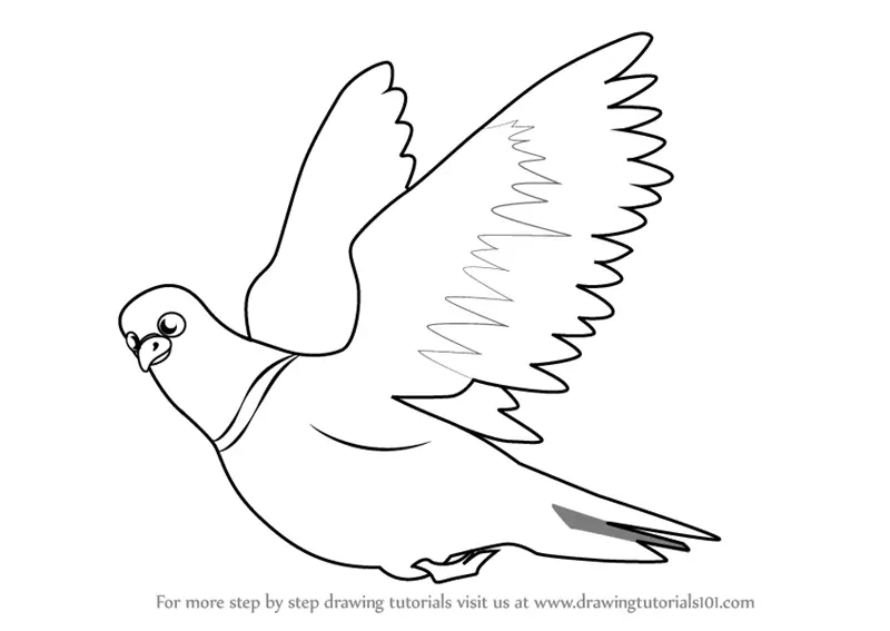 Learn How to Draw Pigeon in Flight (Birds for Kids) Step by Step : Drawing  Tutorials