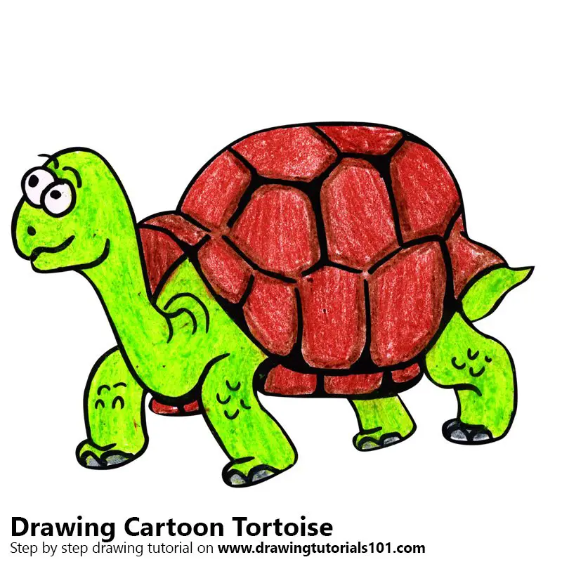 Learn How to Draw a Cartoon Tortoise (Cartoon Animals) Step by Step :  Drawing Tutorials