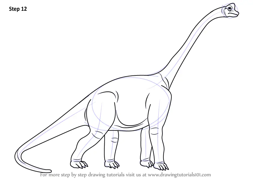 Step by Step How to Draw a Sauropod