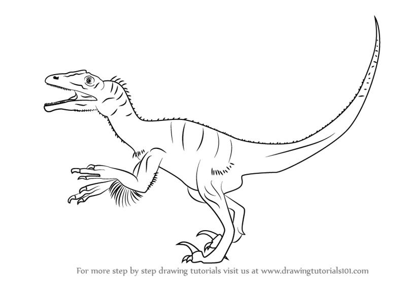 Learn How to Draw an Utahraptor (Dinosaurs) Step by Step ...