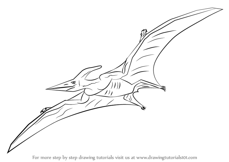 Learn How to Draw a Pterodactyl (Other Creatures) Step by Step