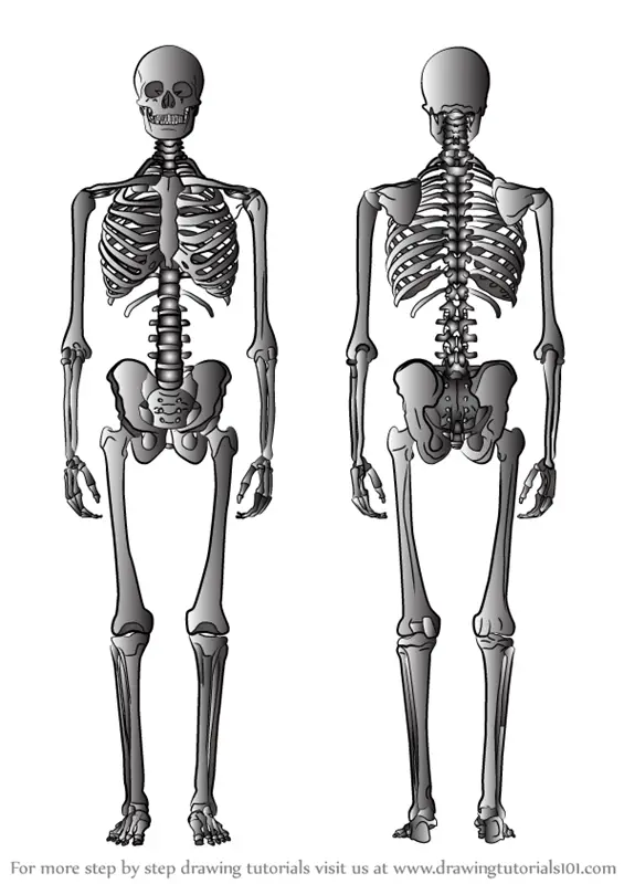 Featured image of post Skeleton Drawings Easy