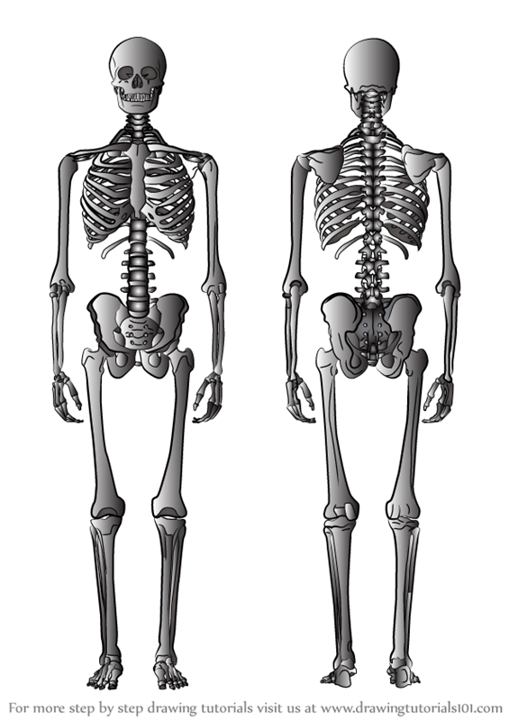 Drawing skeleton Easy Realistic Head and Step By Step