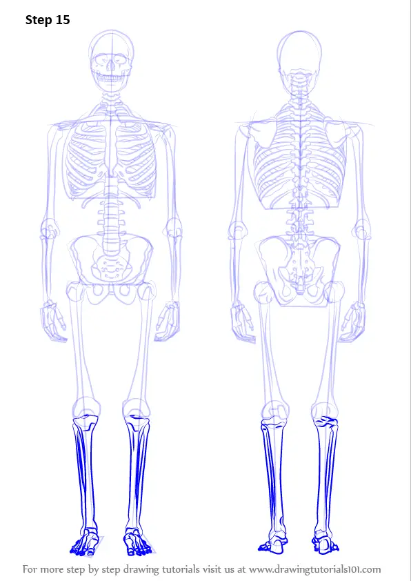 Learn How to Draw a Skeleton (Everyday Objects) Step by Step : Drawing