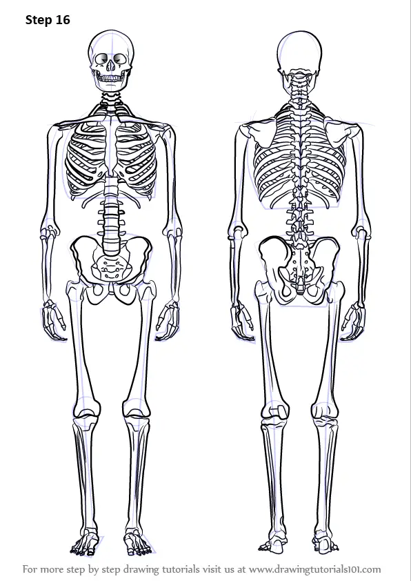 Just a simple skeleton sketch by FerManArts on DeviantArt