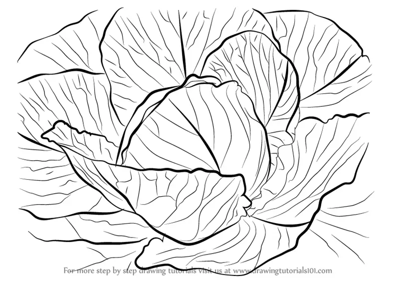 Cabbage Drawing Stock Illustration  Download Image Now  Black And White  Cabbage Clip Art  iStock