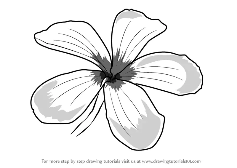 Stencil Frangipani Drawing PNG, Clipart, Airbrush, Art, Black And White,  Drawing, Flora Free PNG Download