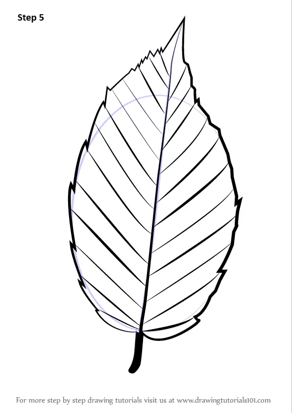 Learn How to Draw a Leaf Plants Step by Step  Drawing Tutorials