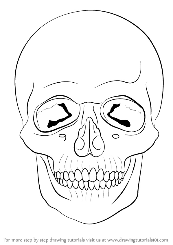 Learn How to Draw a Skull (Skulls) Step by Step : Drawing Tutorials