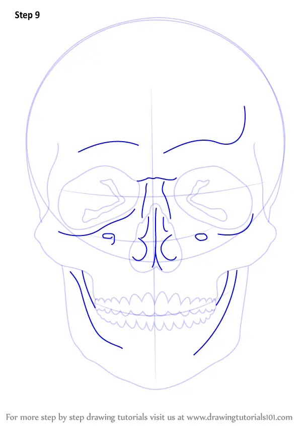 Learn How to Draw a Skull (Skulls) Step by Step : Drawing Tutorials