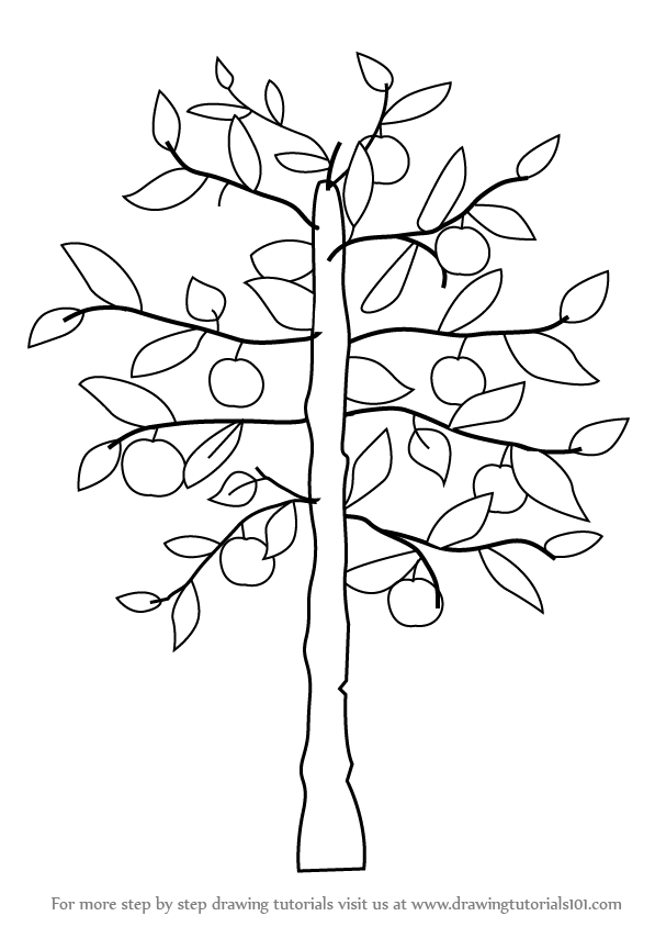 Learn How To Draw An Apple Tree Trees Step By Step Drawing