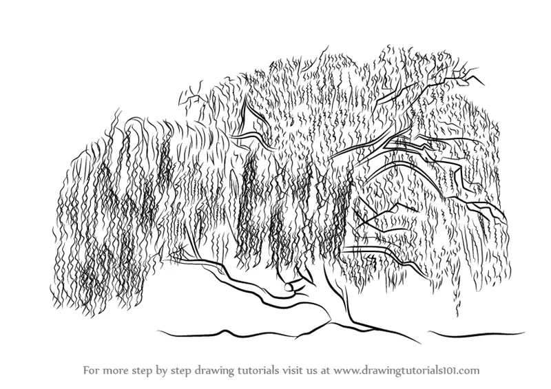 Learn How to Draw a Willow Tree (Trees) Step by Step : Drawing Tutorials