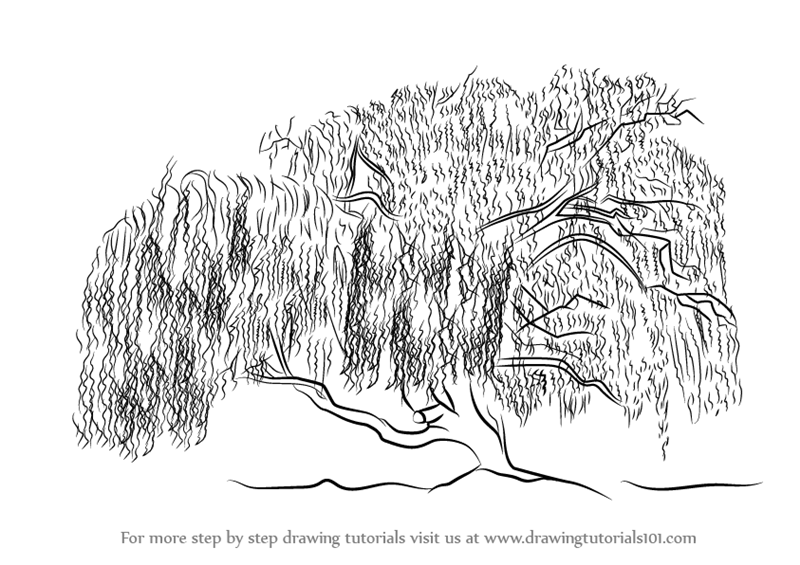 Learn How to Draw a Willow Tree (Trees) Step by Step : Drawing Tutorials