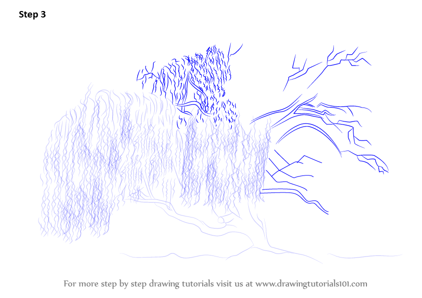 Learn How to Draw a Willow Tree (Trees) Step by Step : Drawing Tutorials