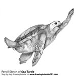 How to Draw Sea Turtle from Animal Jam